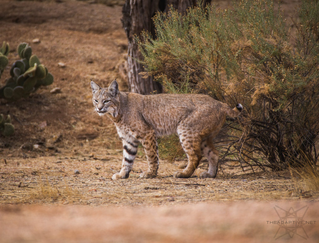 Bobcat in Scottsdale, Arizona